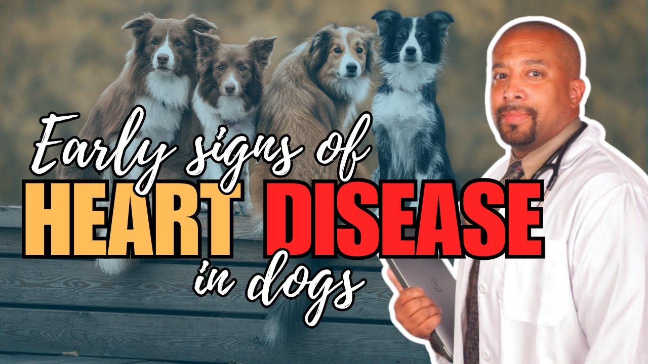 Early Signs of Heart Disease in Dogs: What Every Pet Owner Should Know!