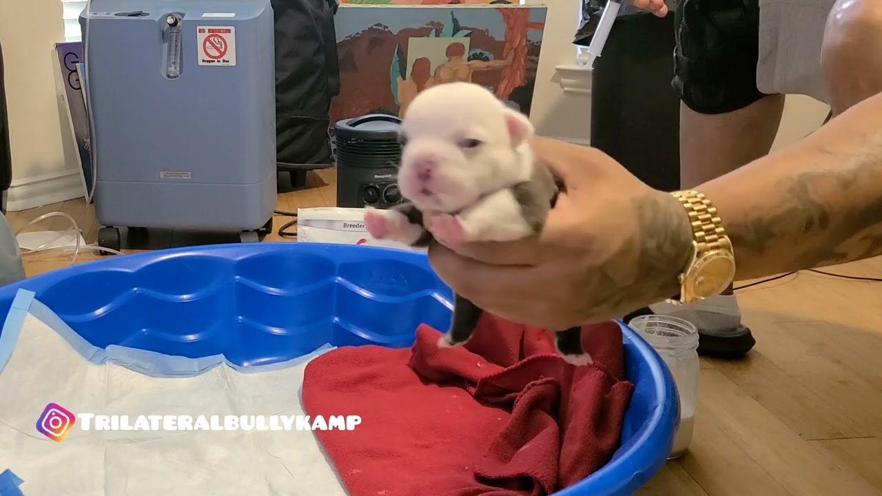 The Marathon Continues fasho Smh 😤 Dog Vlog #80