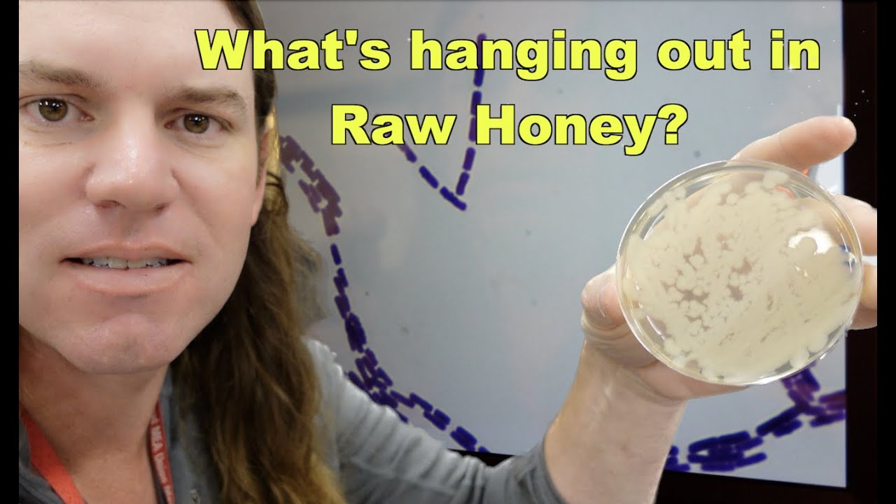 Bacteria in Raw Honey! Farm to Lab: Microbial Analysis