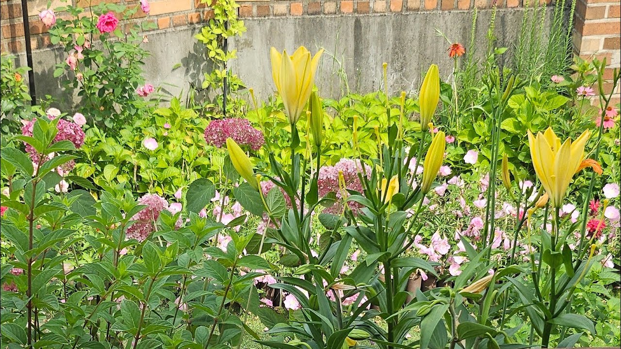 벨가못 맨드라미 채송화 노란백합