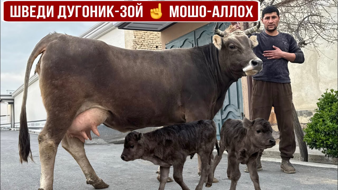 ШВЕДИ ДУГОНИК-ЗОЙ МОШО-АЛЛОҲ☝️16 марта 2026 г.