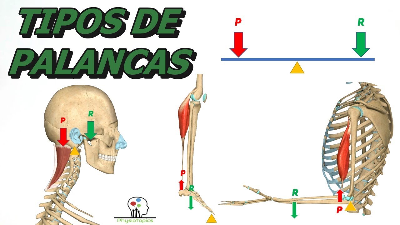 Tipos de Palancas Anatómicas: 1º, 2º y 3º grado/género/clase | Biomecánica