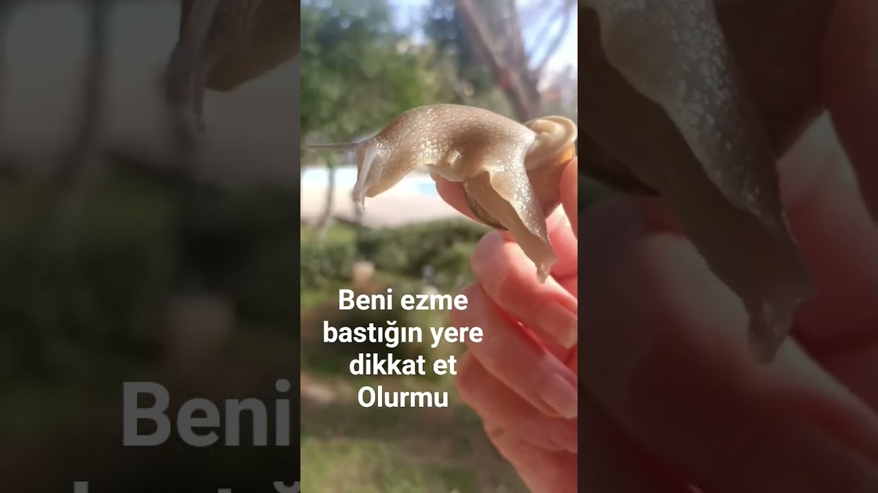 ONLARINDA  CANI VAR😪🥰😪@loveanimalstl