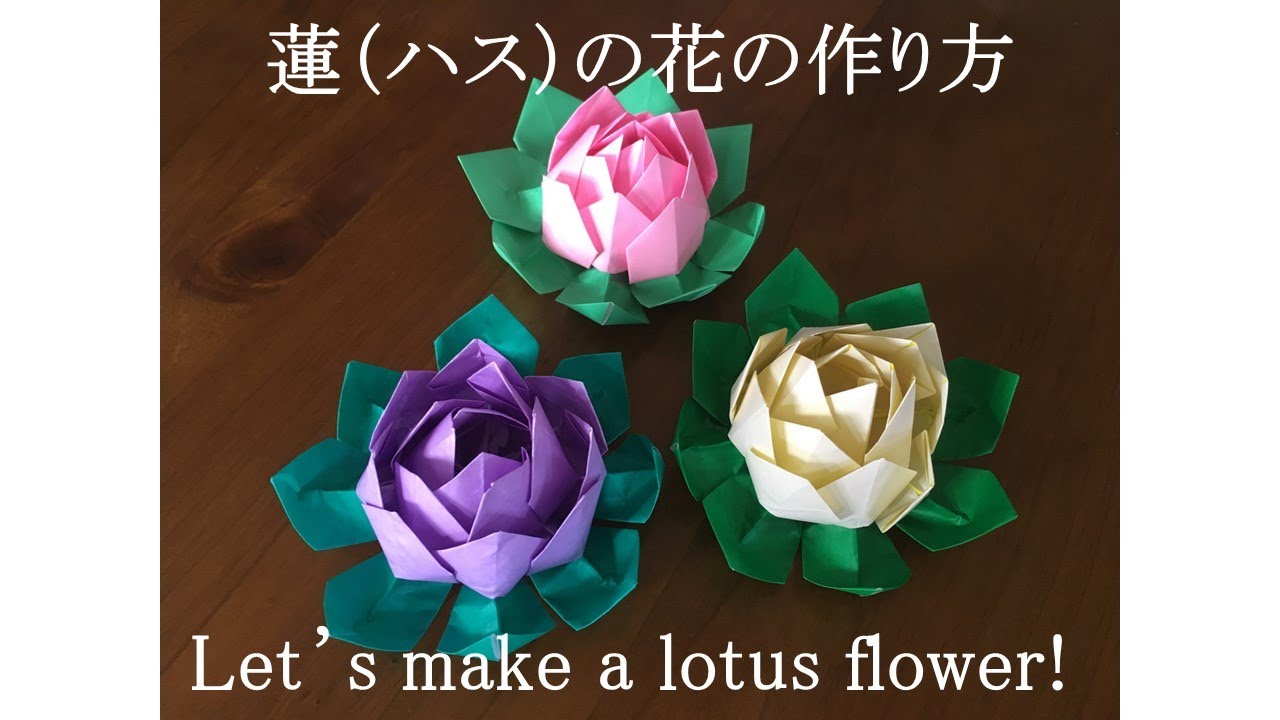 蓮（ハス）の花　Lotus Flower