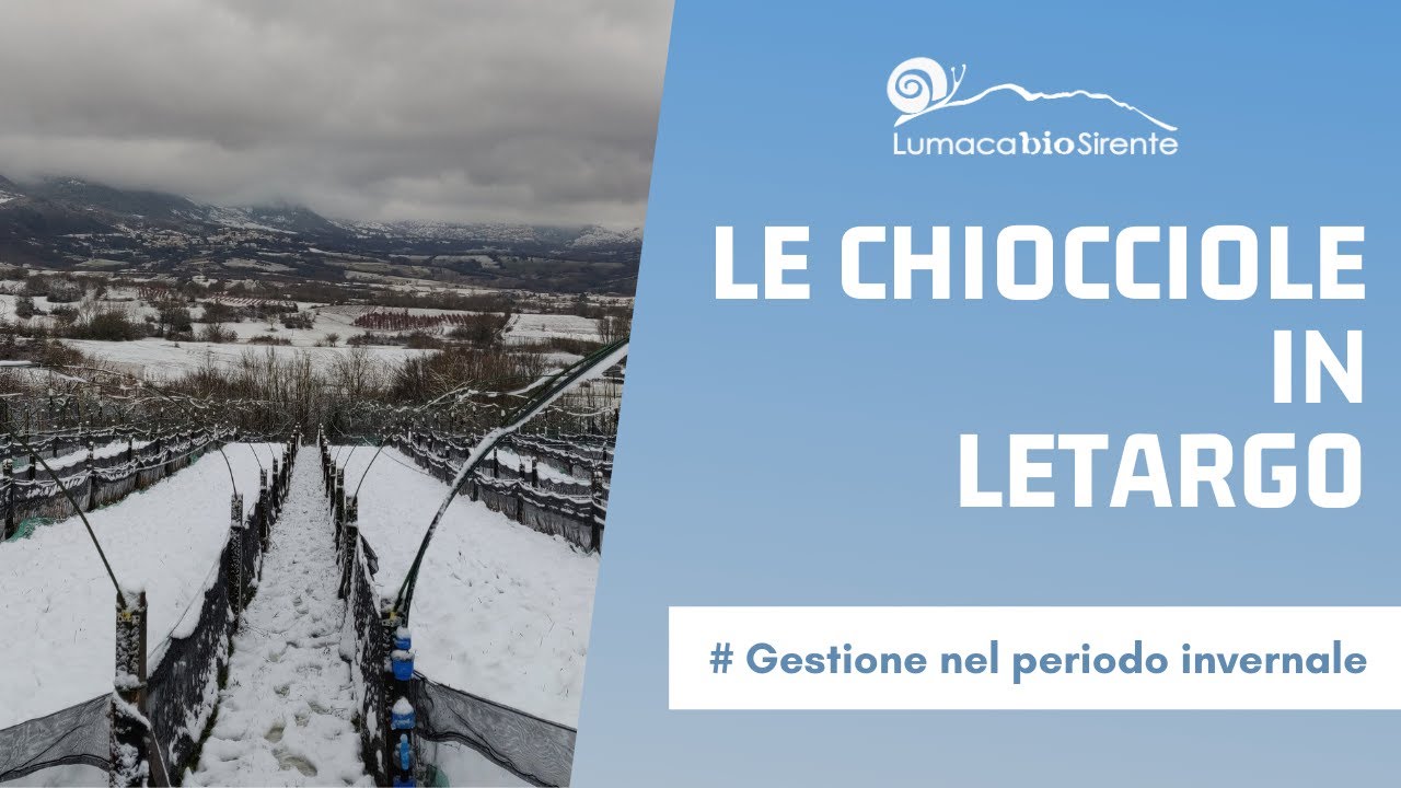 Le chiocciole in letargo - Gestione dell'animale nel periodo invernale