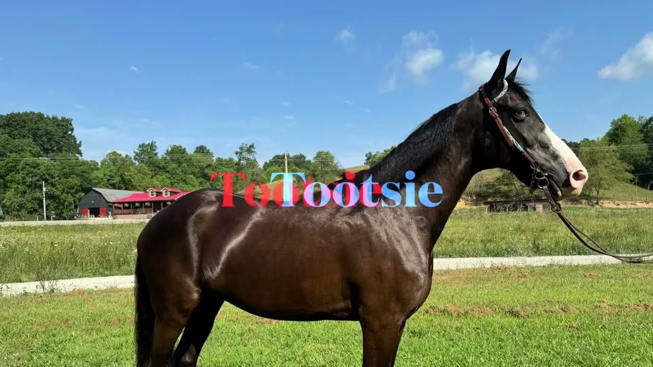 Tootsie, well broke ky mtn gaited mare for sale on magic horse auction.com