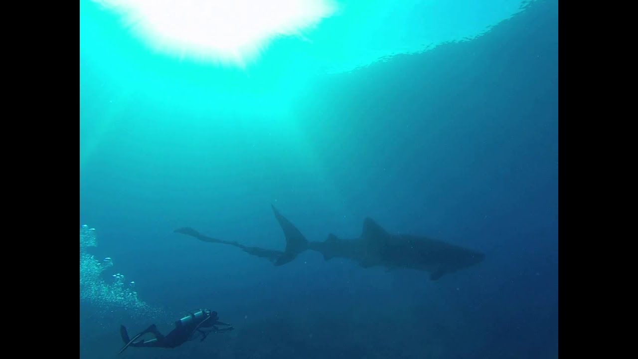 Diveboat Azores crewmember rescues Whale Shark