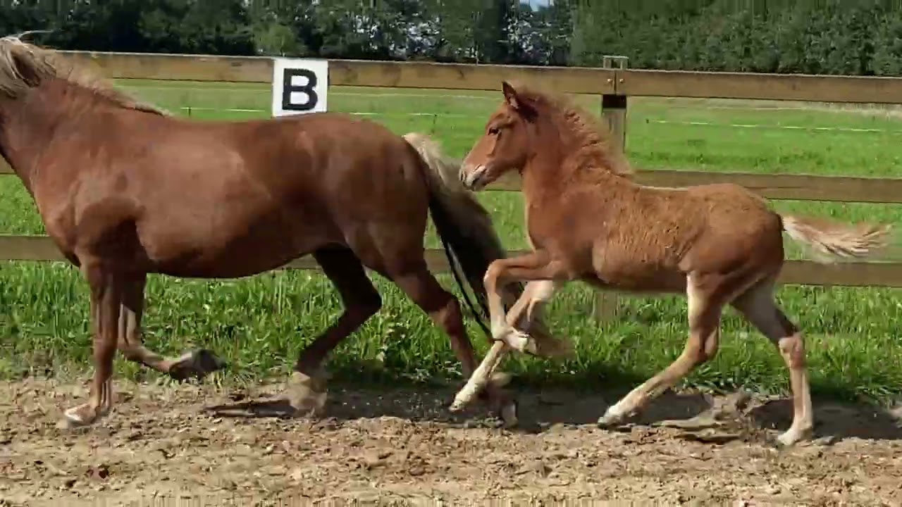 Oktavius vom Heesberg
