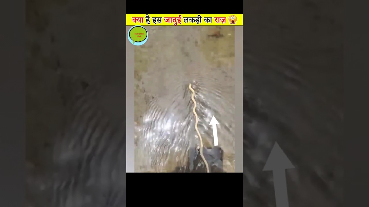 यह लकड़ी पानी के उल्टे दिशा में चलती है । आखिर ऐसा क्यूं? 🤔 What Is The Secret Of This Magical Wood