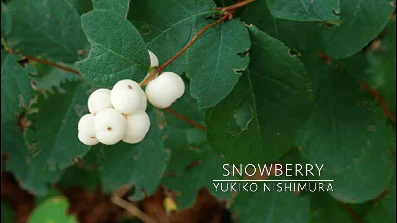 Snowberry for string orchestra / Yukiko Nishimura