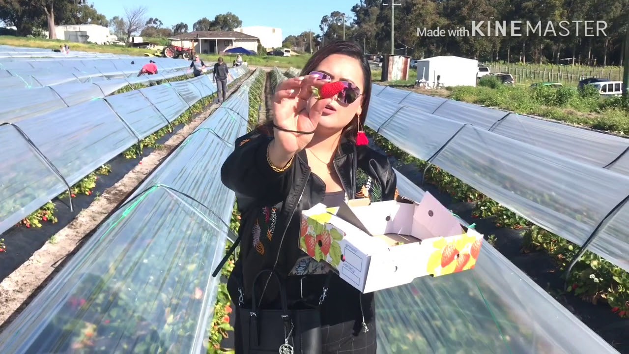 Strawberry picking in Australia 🇦🇺
