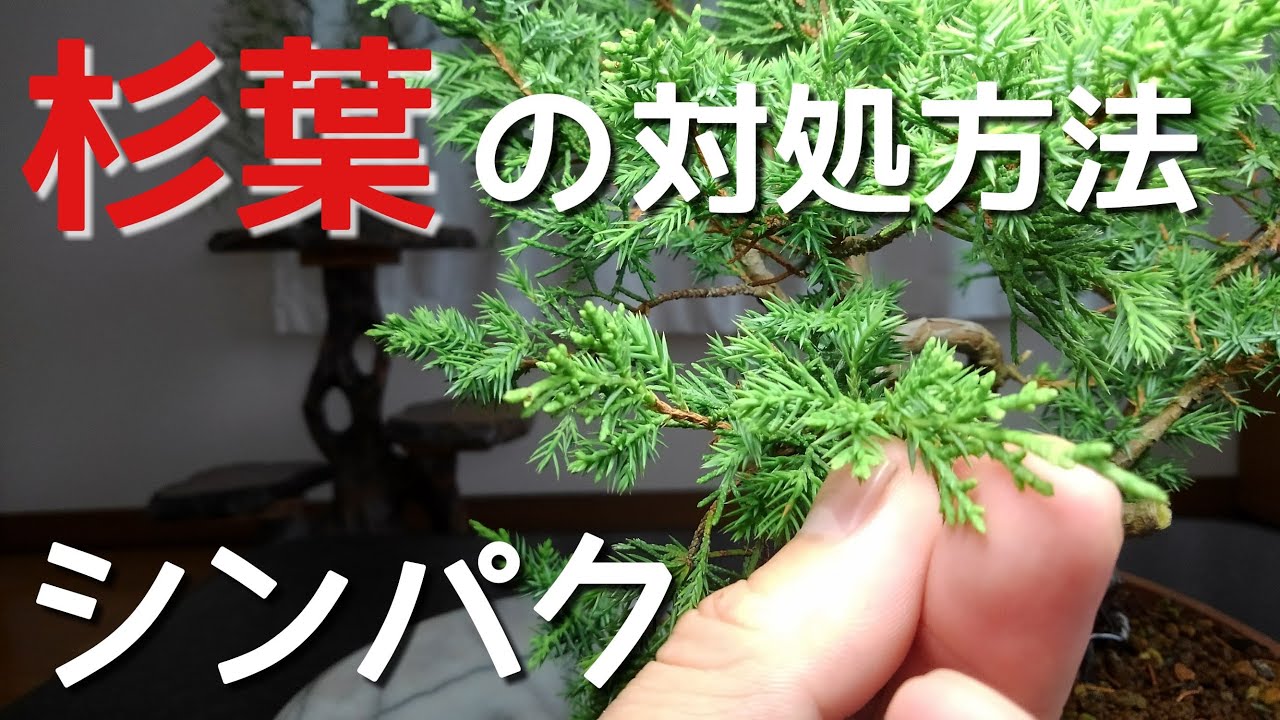 シンパク　杉葉の対処方法(盆栽・初心者の方向け)