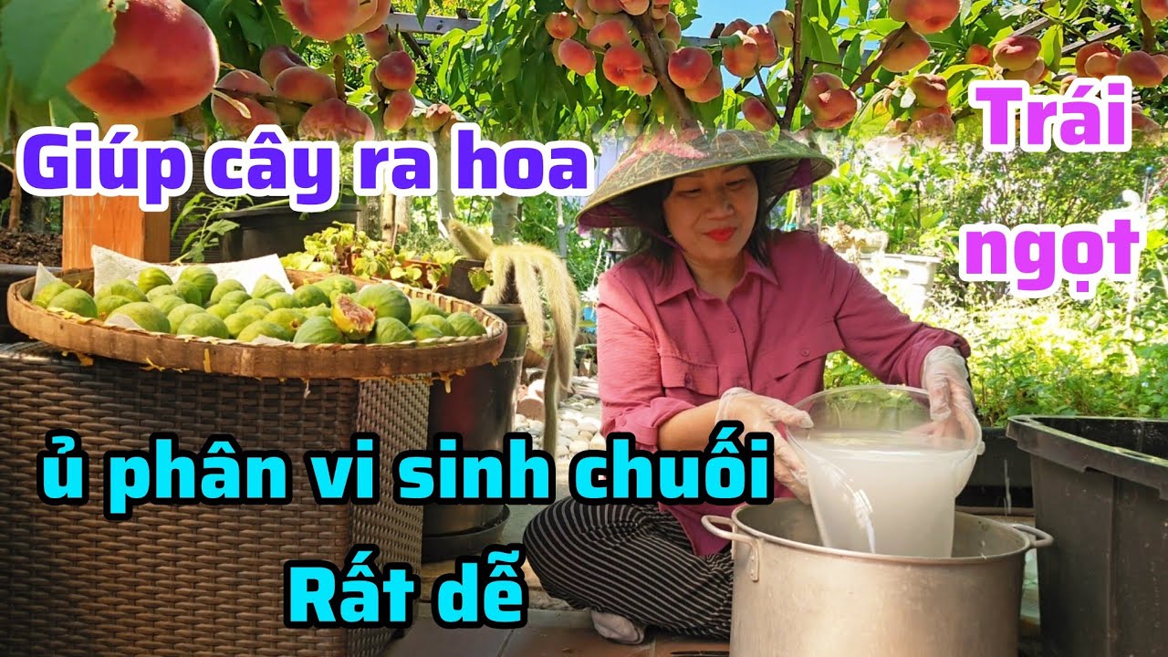 Cách làm PHÂN VI SINH CHUỐI giúp cây ra hoa đậu trái trĩu cành ở Mỹ