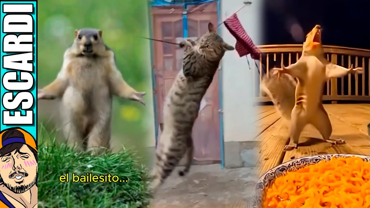 ANIMALES BAILAN