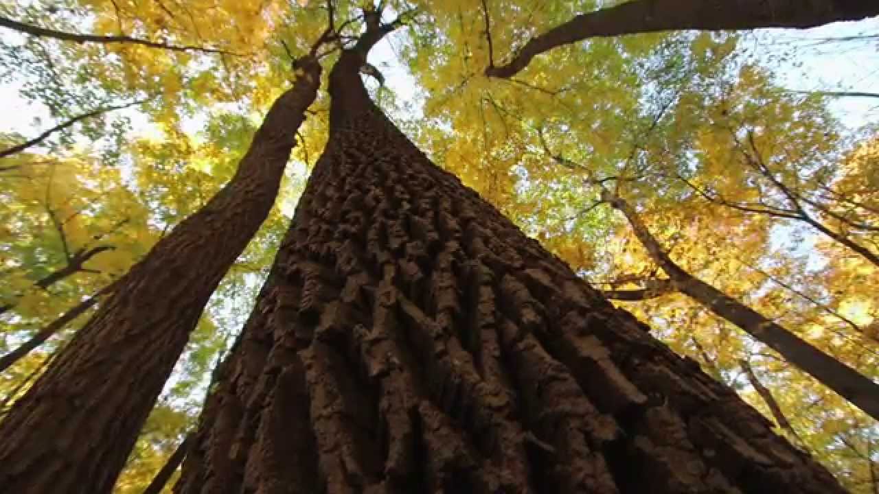 The Morton Arboretum - The Champion of Trees