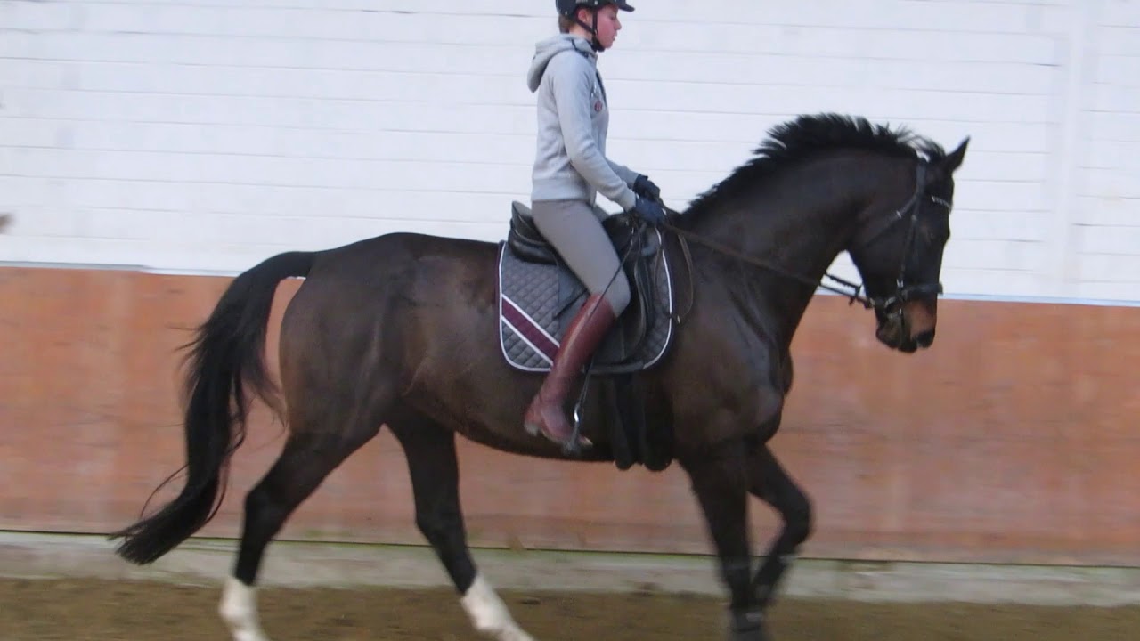 Fridolyin | Hinterhand stärken | 3 einfache Übungen