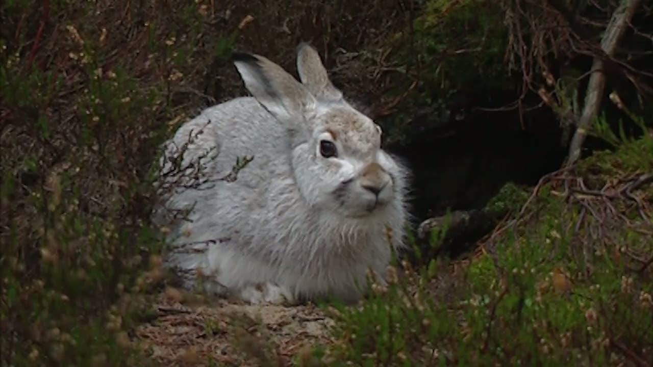 Hungriga kaniner har tagit över Varberg - Nyheterna (TV4)