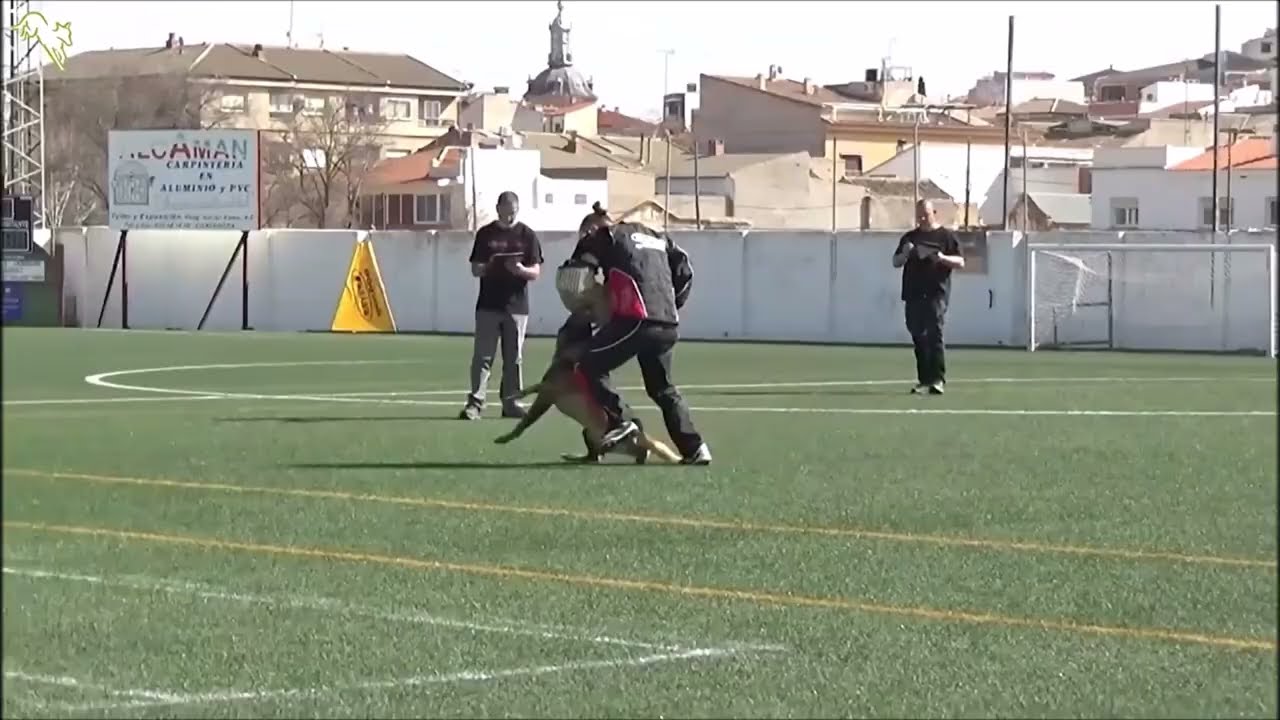 AhzârüSS A'tim  (Malinois) Defense IGP - Spain Zone Center Regional Championat