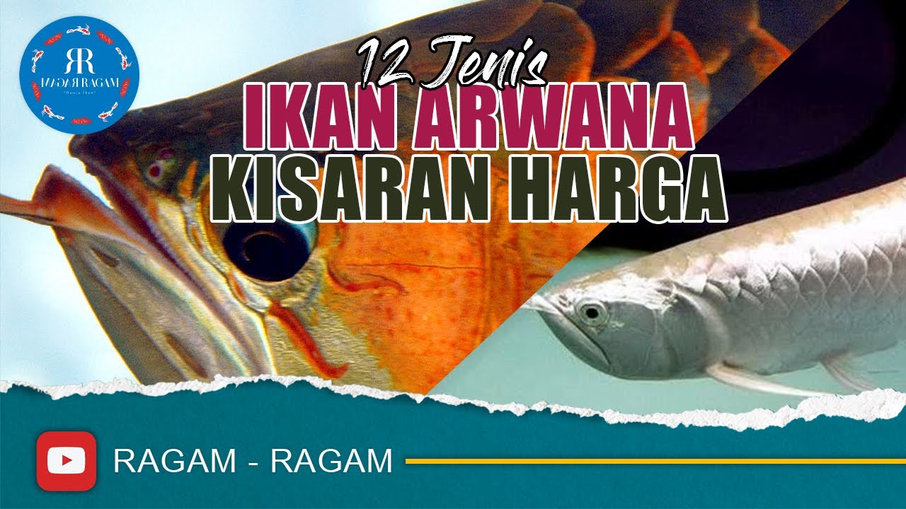 MENGENAL BERBAGAI JENIS IKAN ARWANA DAN KISARAN HARGA