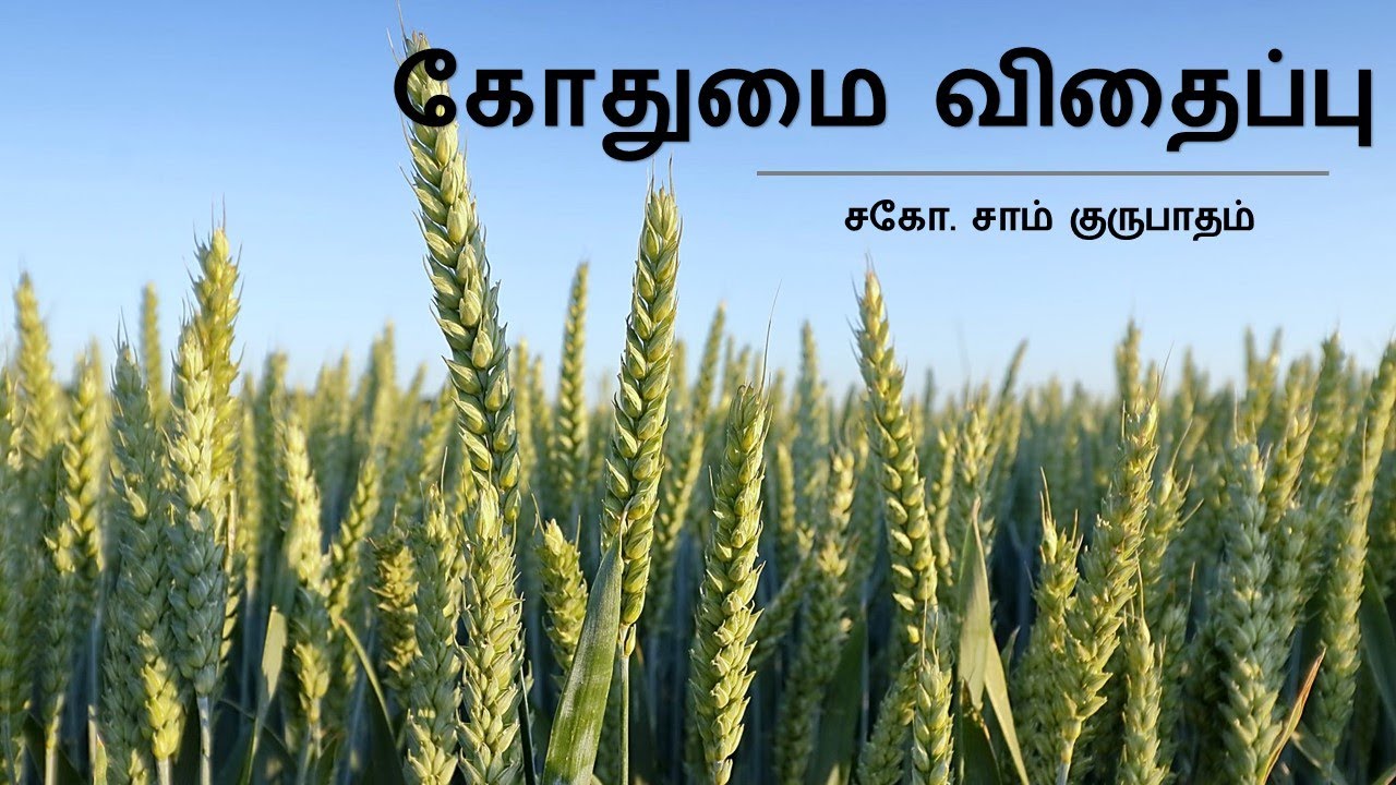 கோதுமை விதைப்பு ||  Bro Sam Gurubatham