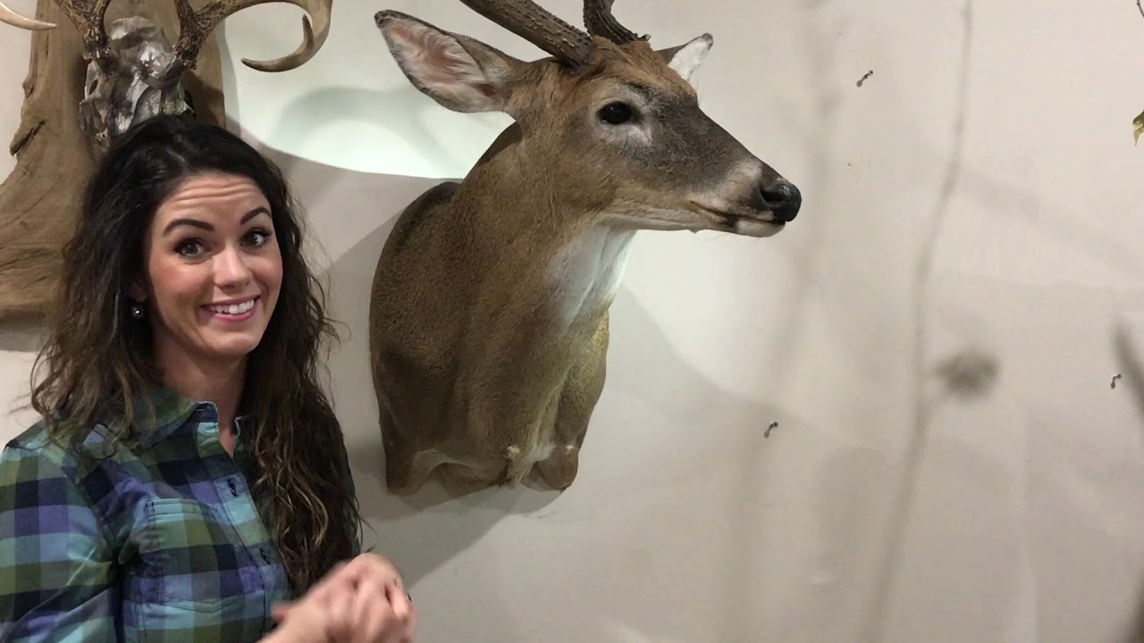 High Quality Deer Taxidermy