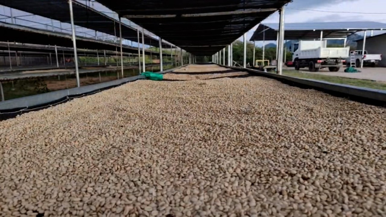 Certamen «Lo Mejor de Marago» recibe muestras de café en el norte de Nicaragua