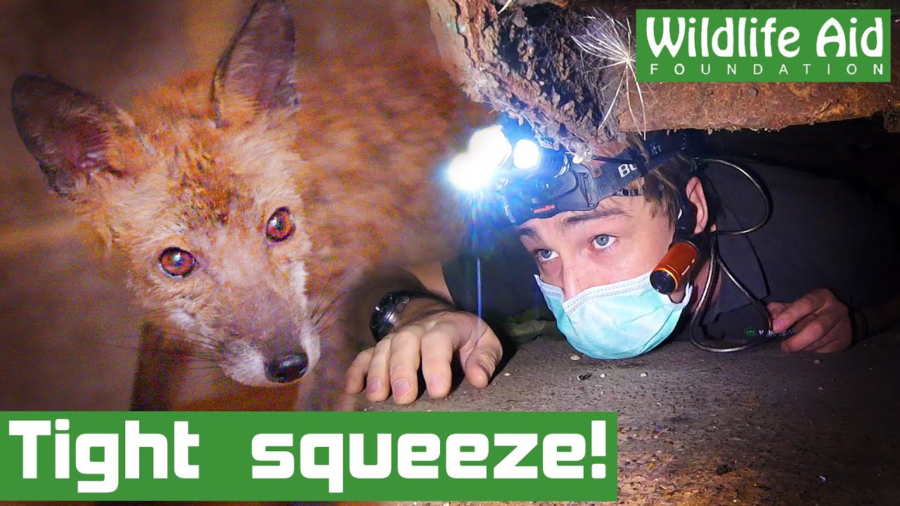 Rescuers crawl through TINY gap to rescue a sick fox!