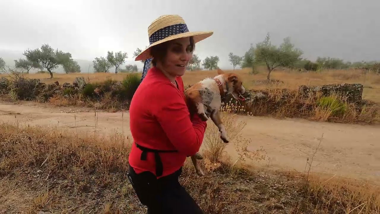 Como tirar mamões das oliveiras #bolota deu-nos trabalho