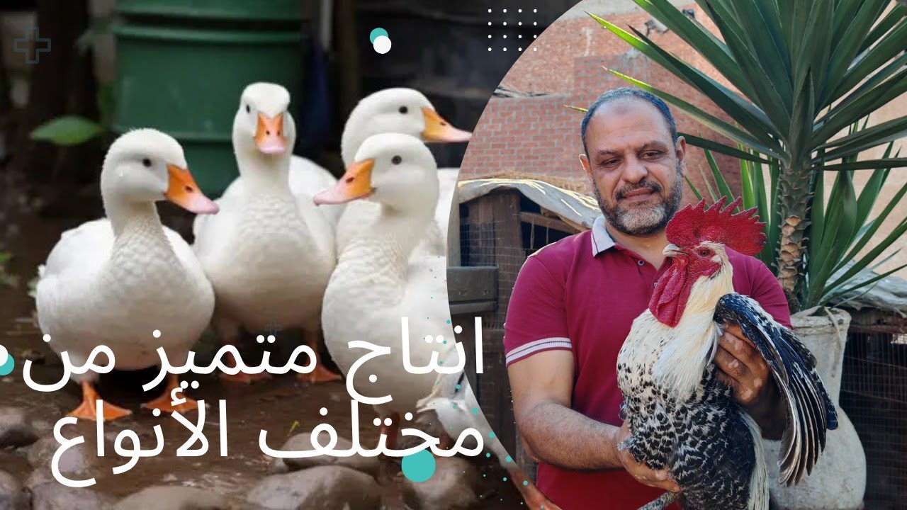 نقل البط والدجاج الهندي ووداعا للديك الفيومي