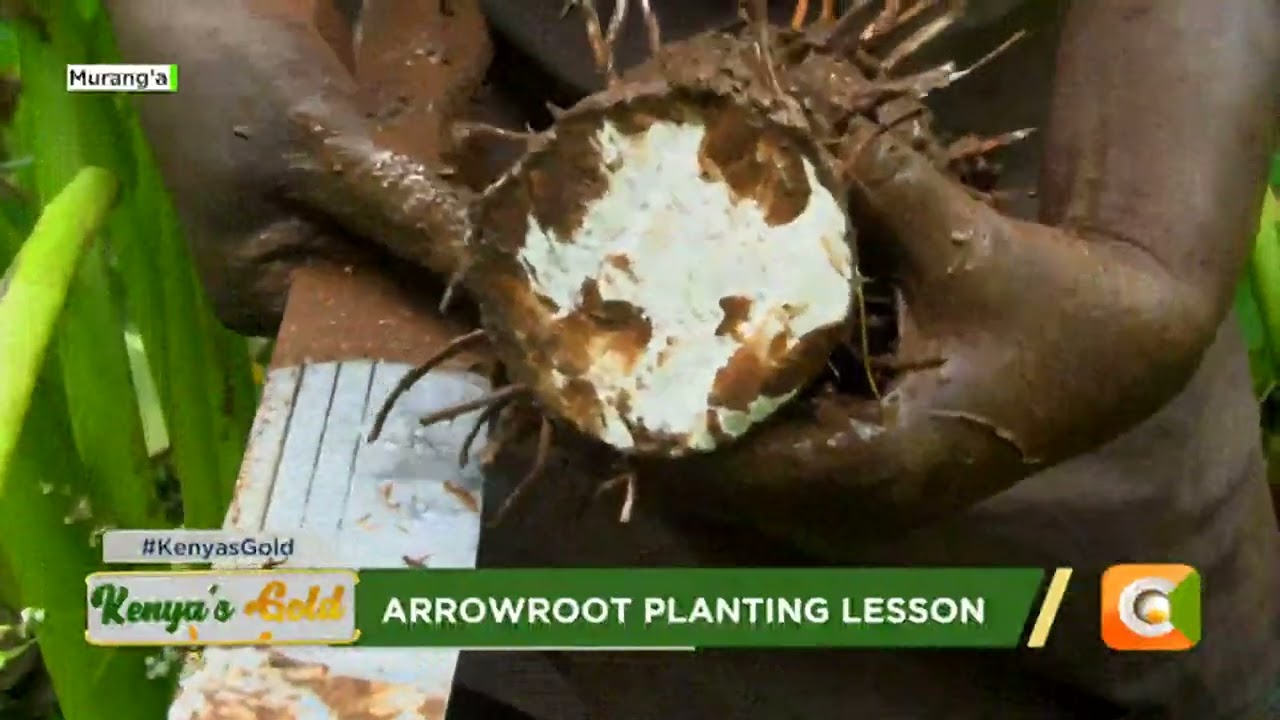 Kenya's Gold | Arrowroot Planting Lesson | Gold Feature