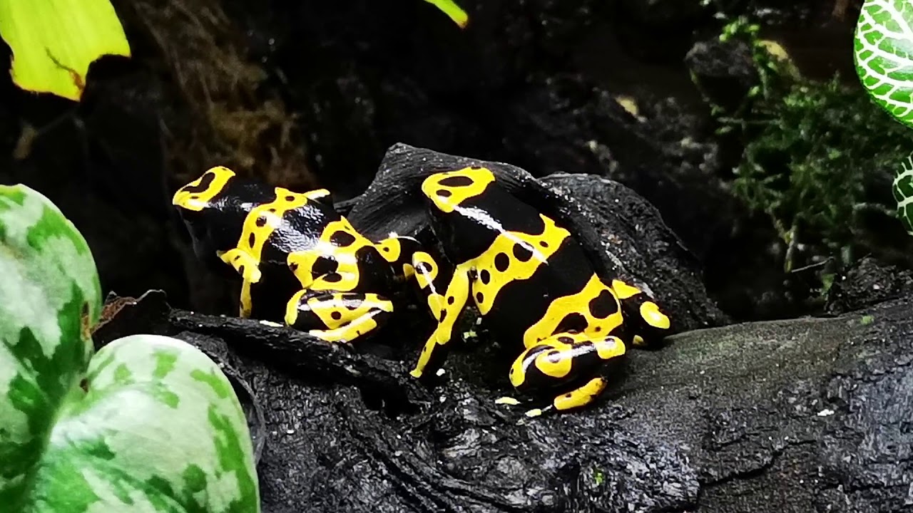 Bumblebee Dartfrogs