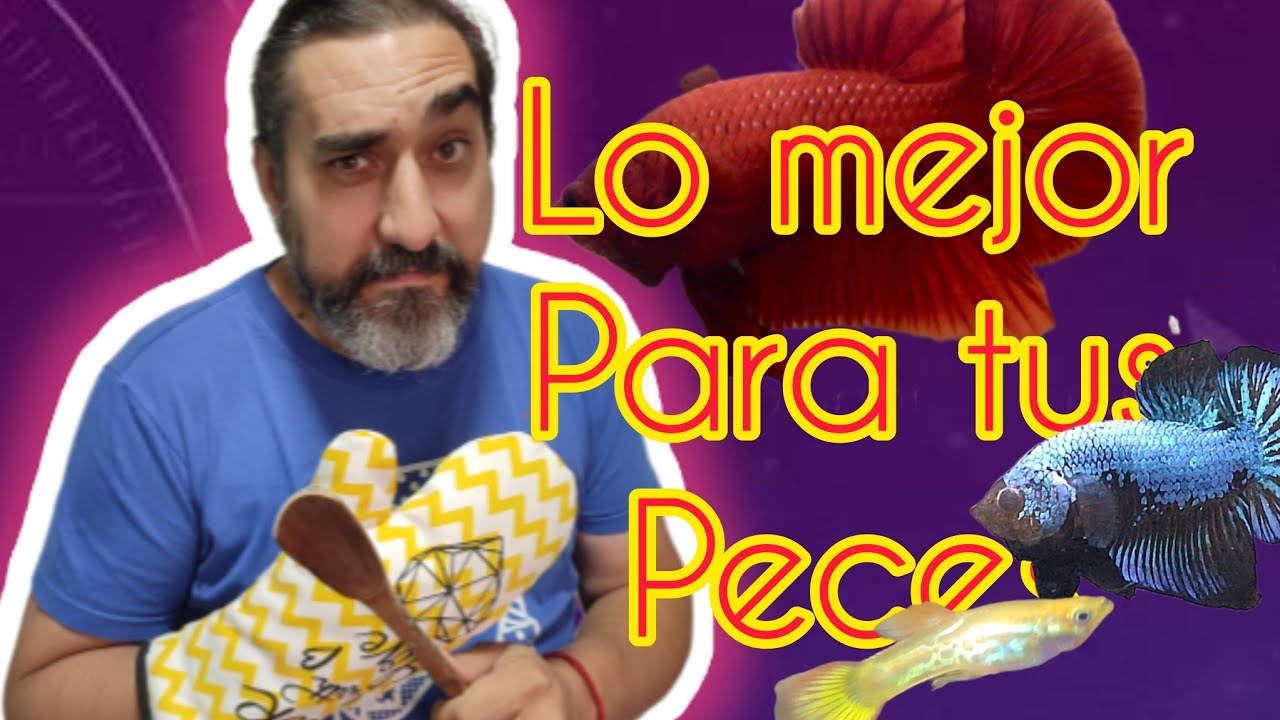 la mejor papilla (receta) para todos los peces Bettaclubargentina