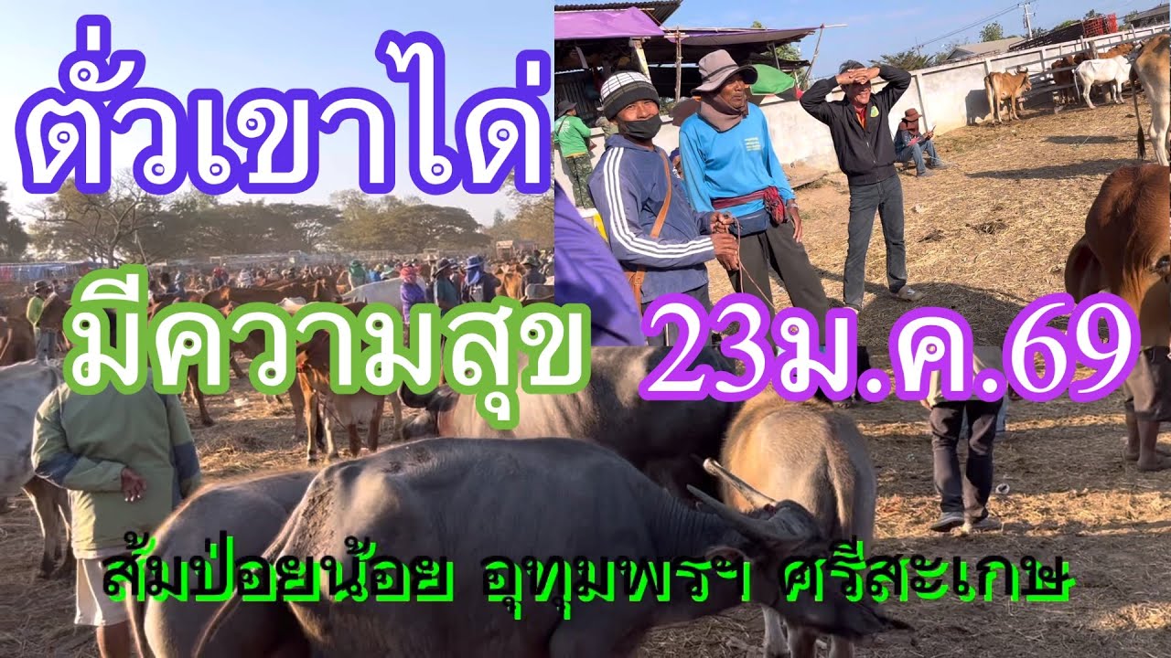 ตั่วเขาได่ มีความสุข#23ม.ค69 ส้มป่อยน้อย