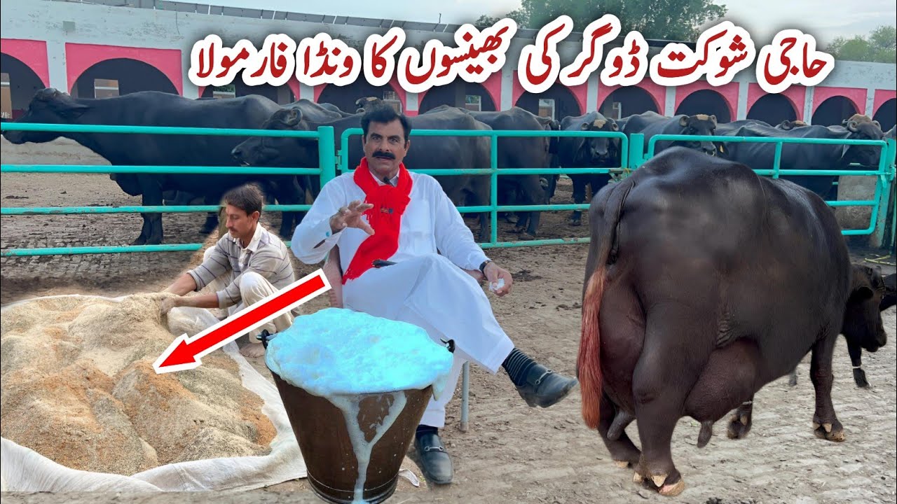 High Milking Buffaloes Wanda Formulla || Haji Shaukat Doggar of Multan #buffalo #cow #farming #farm 