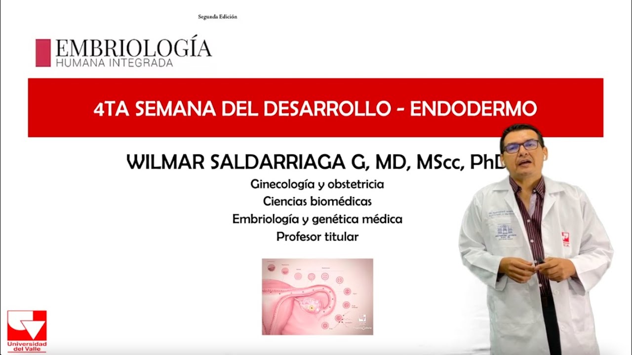 Cuarta Semana, Endodermo- Capitulo 8, Embriologia Humana Intergrada.