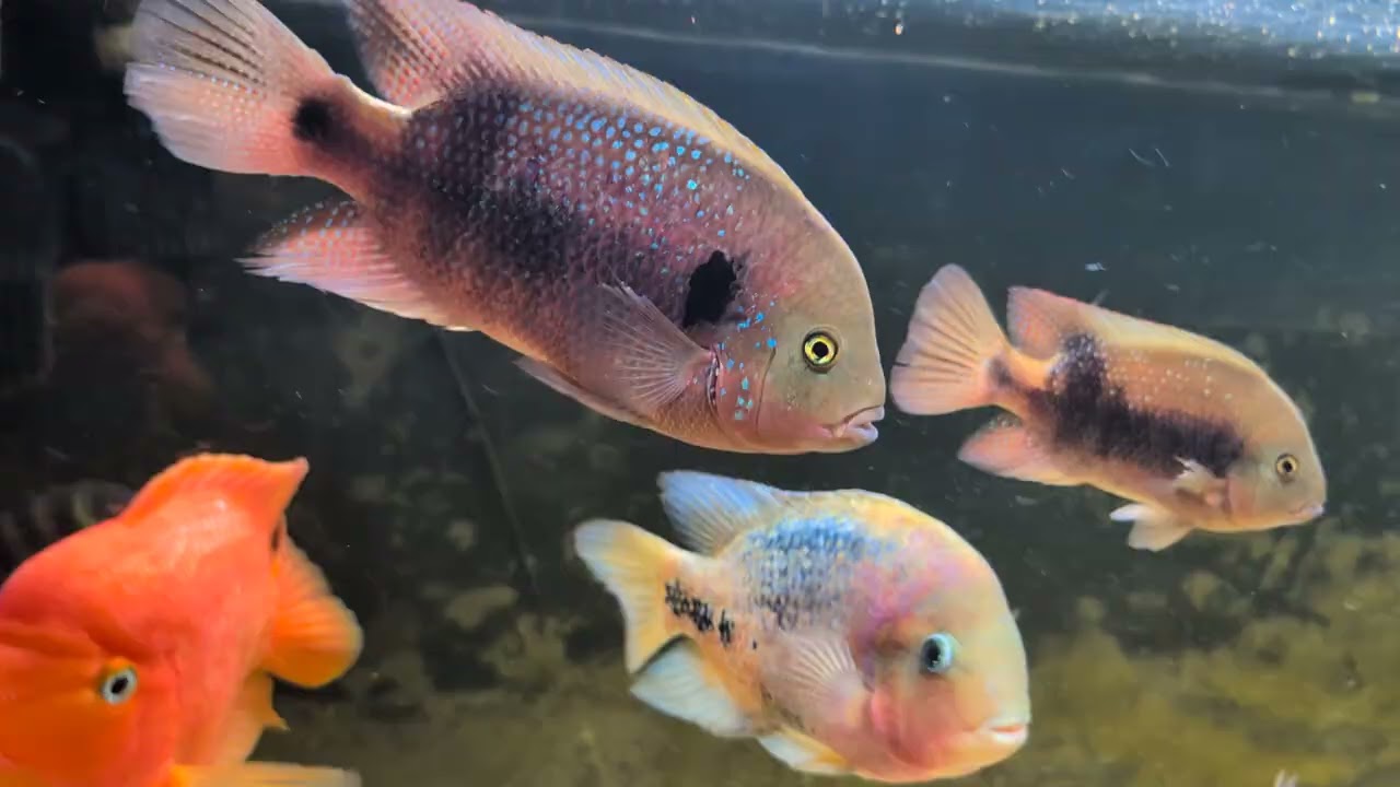 Lots of New Cichlids Added to the Community Tank