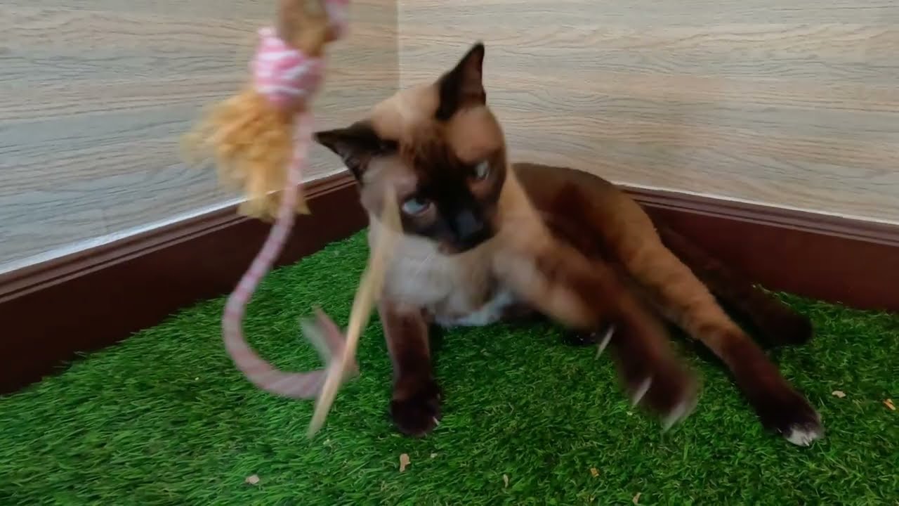 10 Minute Cat Calm │ Cozy Play, Snack Time & Gentle Brushing
