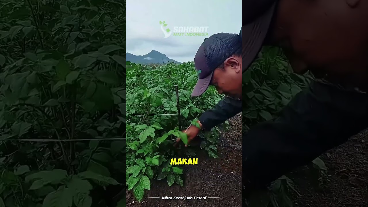 PONDASI TERBAIK UNTUK TANAMAN KENTANG!!#asamhumat#powersoil#premino#kentang#petanikentang#pertanian