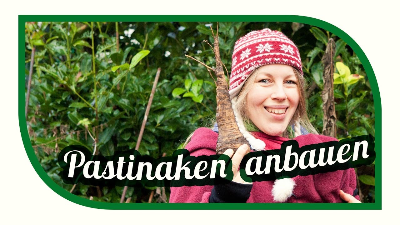 Pastinaken erfolgreich anbauen | Wintergem&uuml;se im Selbstversorgergarten