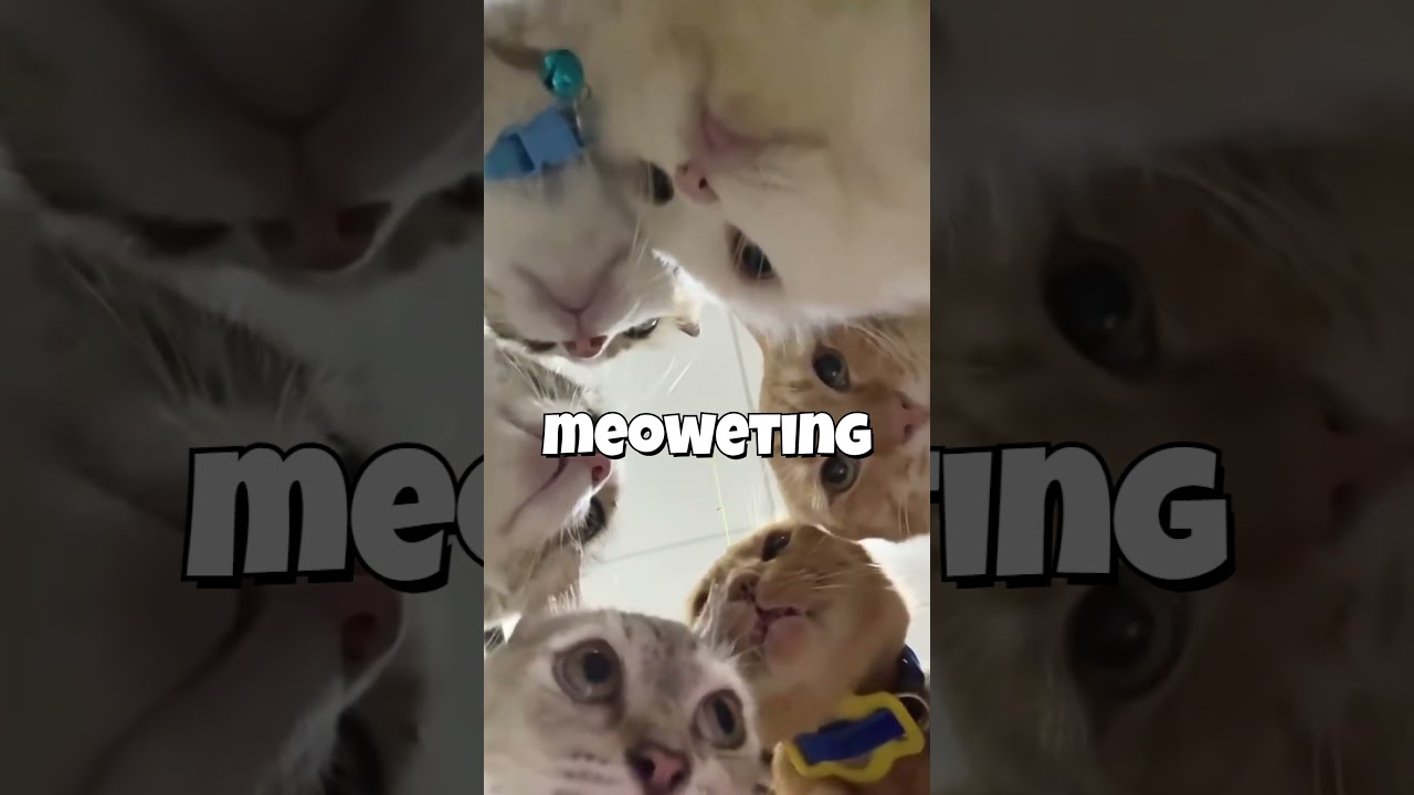 Caught on Camera: Secret Cat Council Meeting