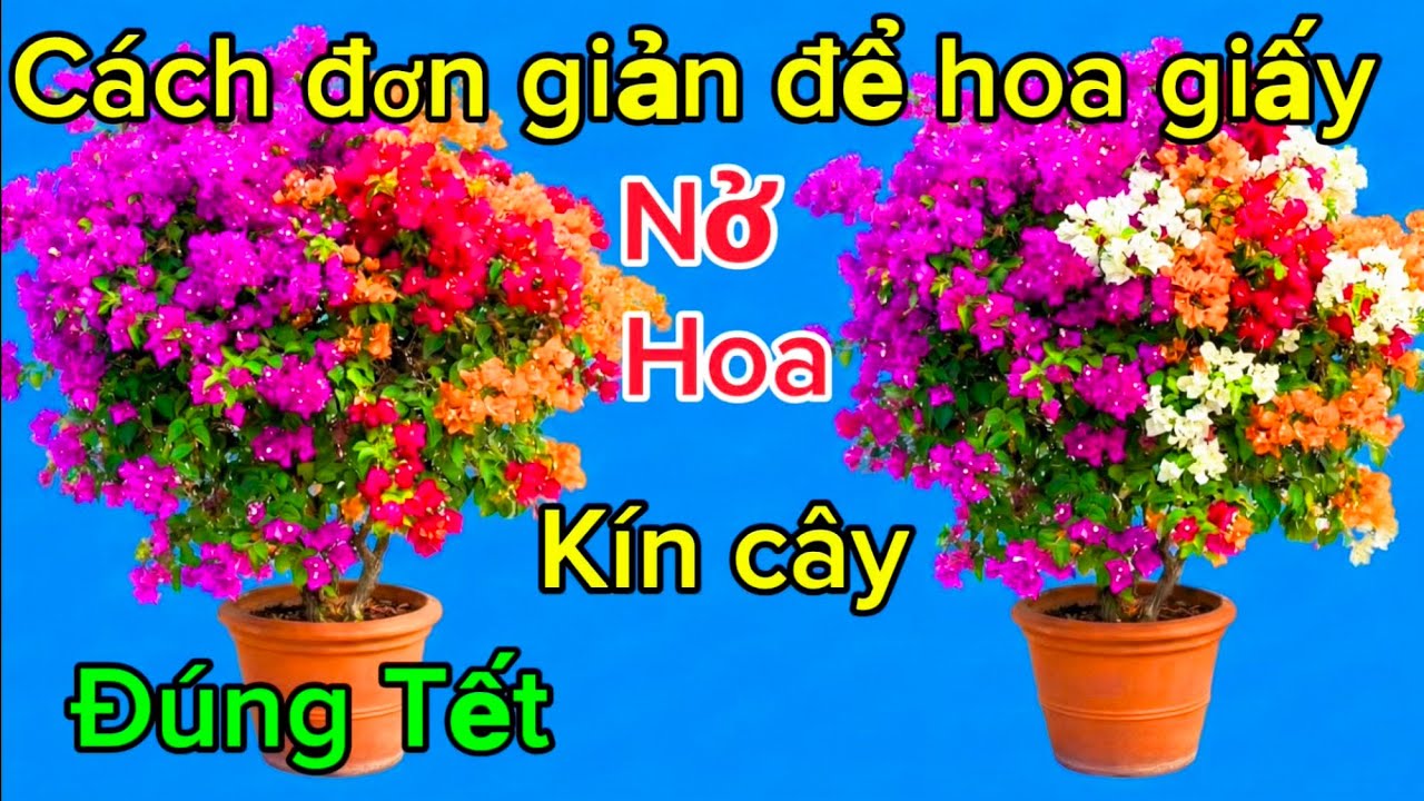 Chỉ cần tưới một gói này cây hoa giấy sẽ nở hoa kín hết cây 