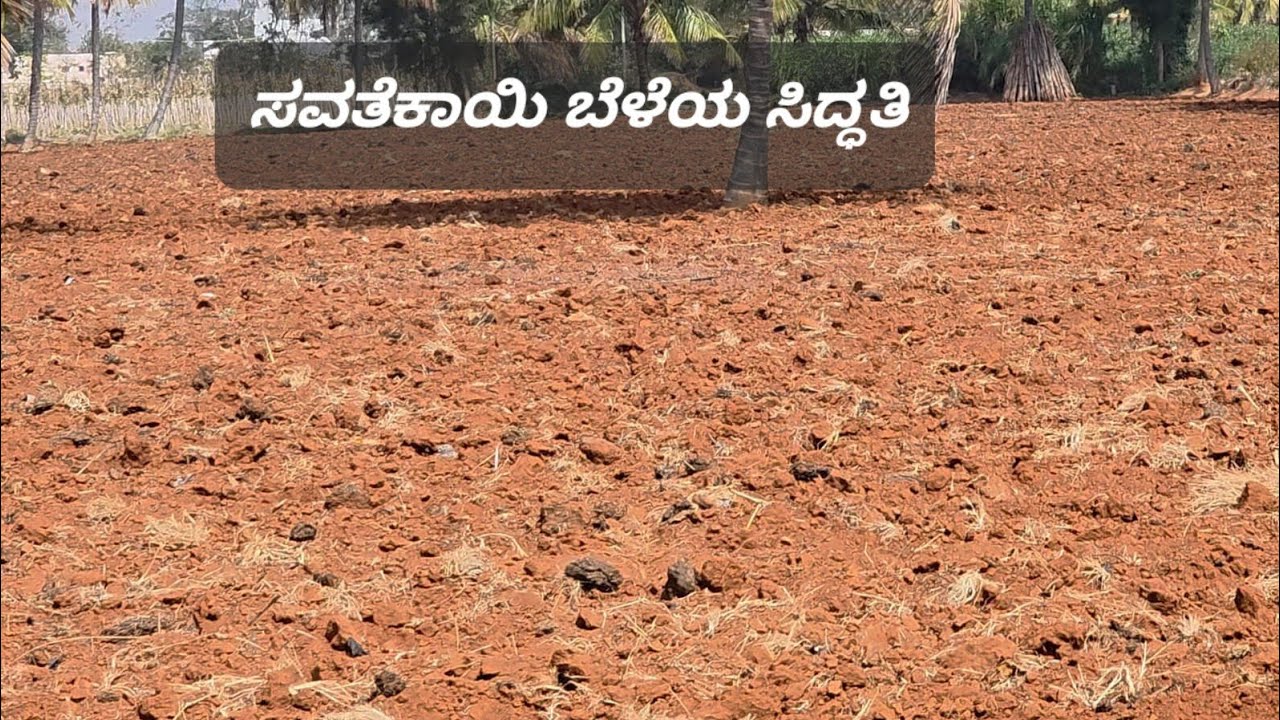 ಸವತೆಕಾಯಿ ಬೆಳೆಯ ಸಿದ್ದತೆ||prepare the cucumber plantation||  farmer Puneeth