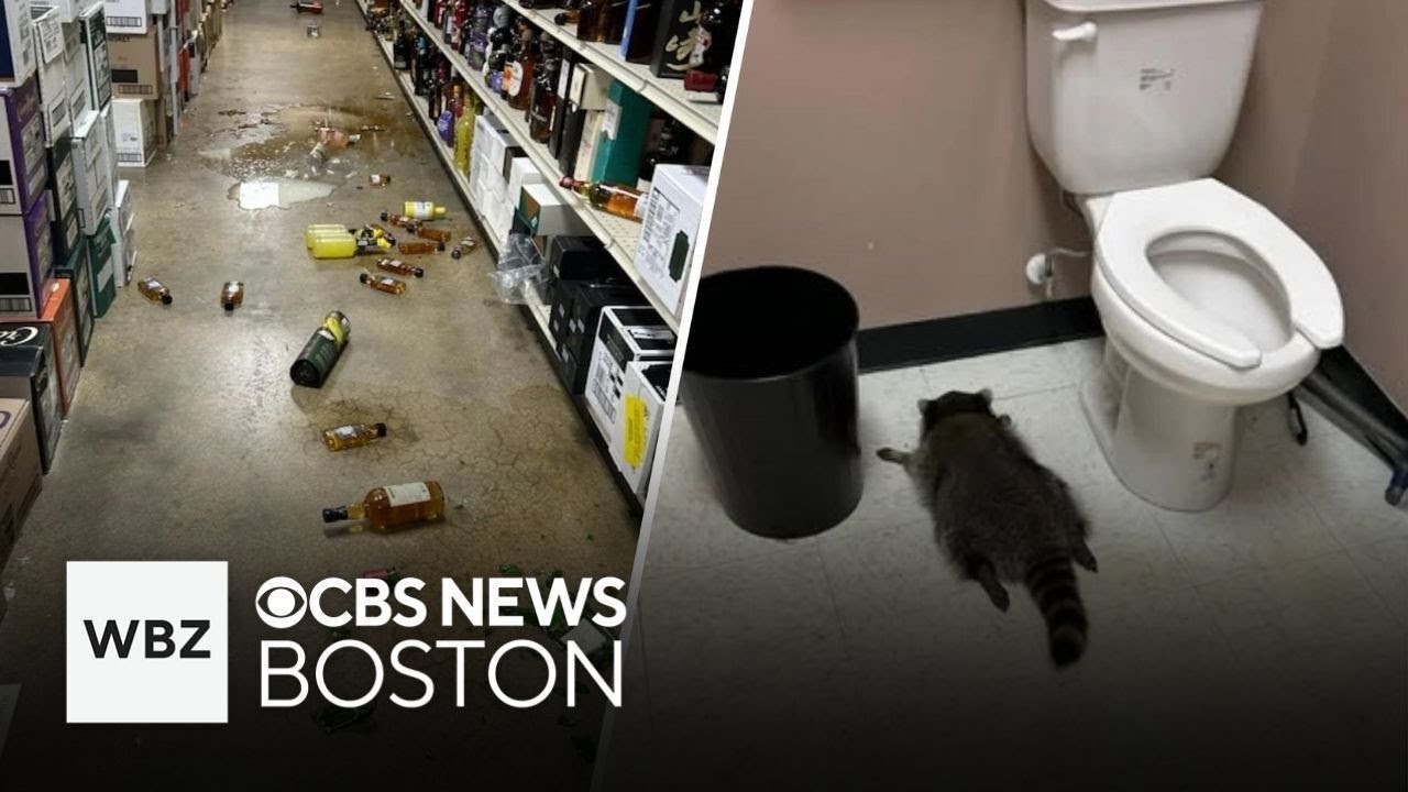 Raccoon passed out on liquor store bathroom floor after drunken rampage in Virginia