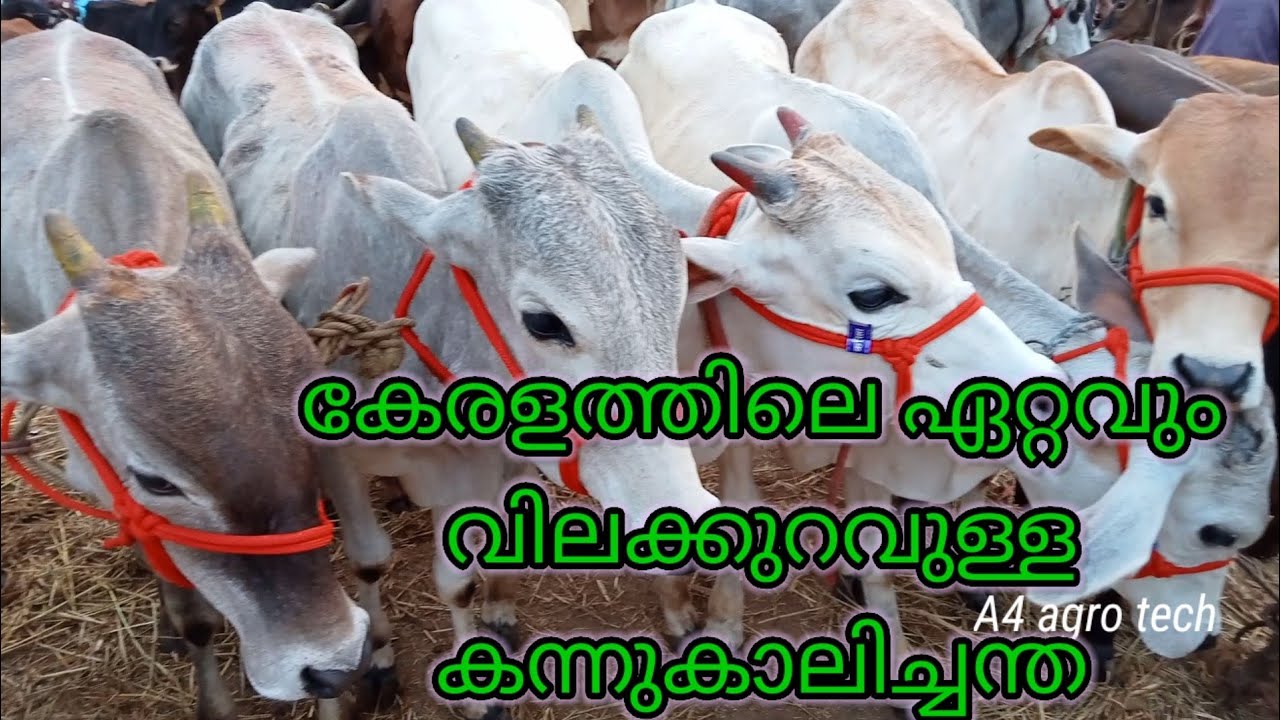 കേരളത്തിലെ ഏറ്റവും വിലക്കുറവുള്ള കന്നുകാലി ചന്ത#A4agrotech#cattlemarket # vaniyamkulamchandha