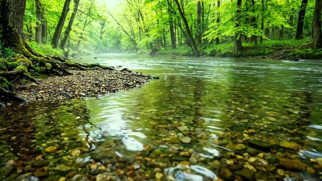 Gentle Stream and Chirping Forest Birds, Peaceful Sound for Study, Sleep, Relaxation ASMR