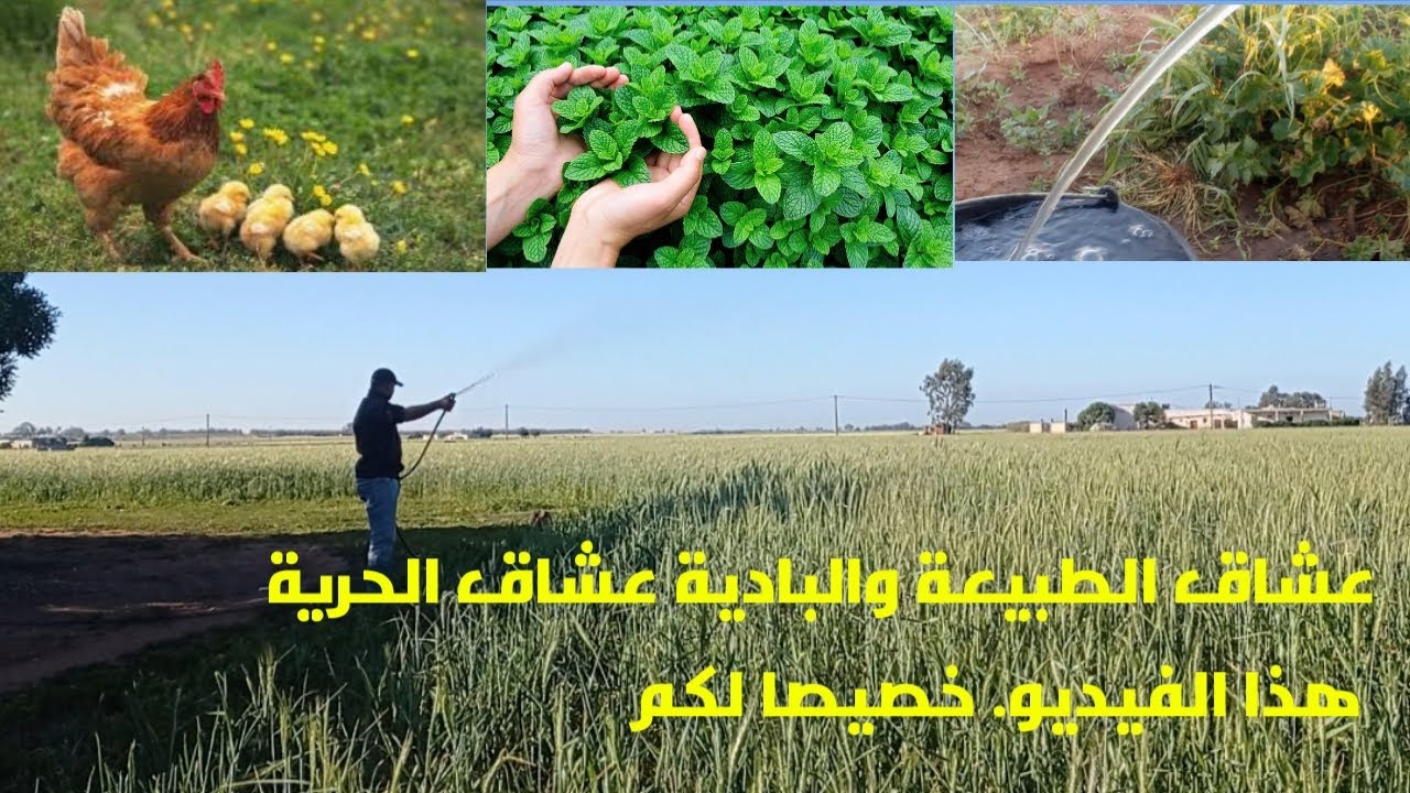 عشاق البادية ￼والطبيعة في المغرب 🇲🇦 عشاق الحرية واللون الأخضر هذا الفيديو خصيصا لكم￼