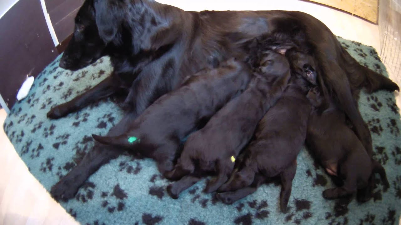 Beste Hundemutter