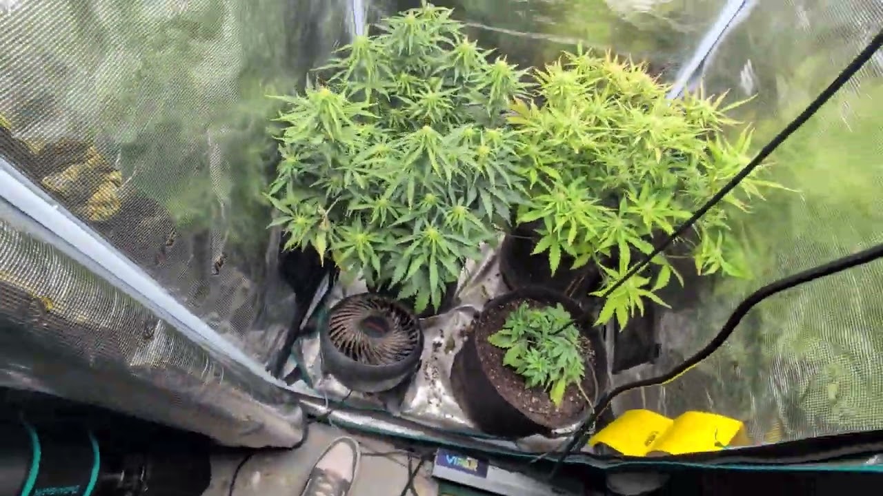 MEPHISTO AUTO, PINK PANAMA &times; FUGUE STATE ep.4 the difference in trained Vs. Untrained autoflowering 