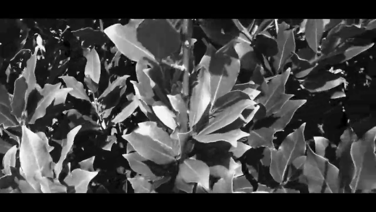 Echoes of the Violation, single channel video, 1m52s