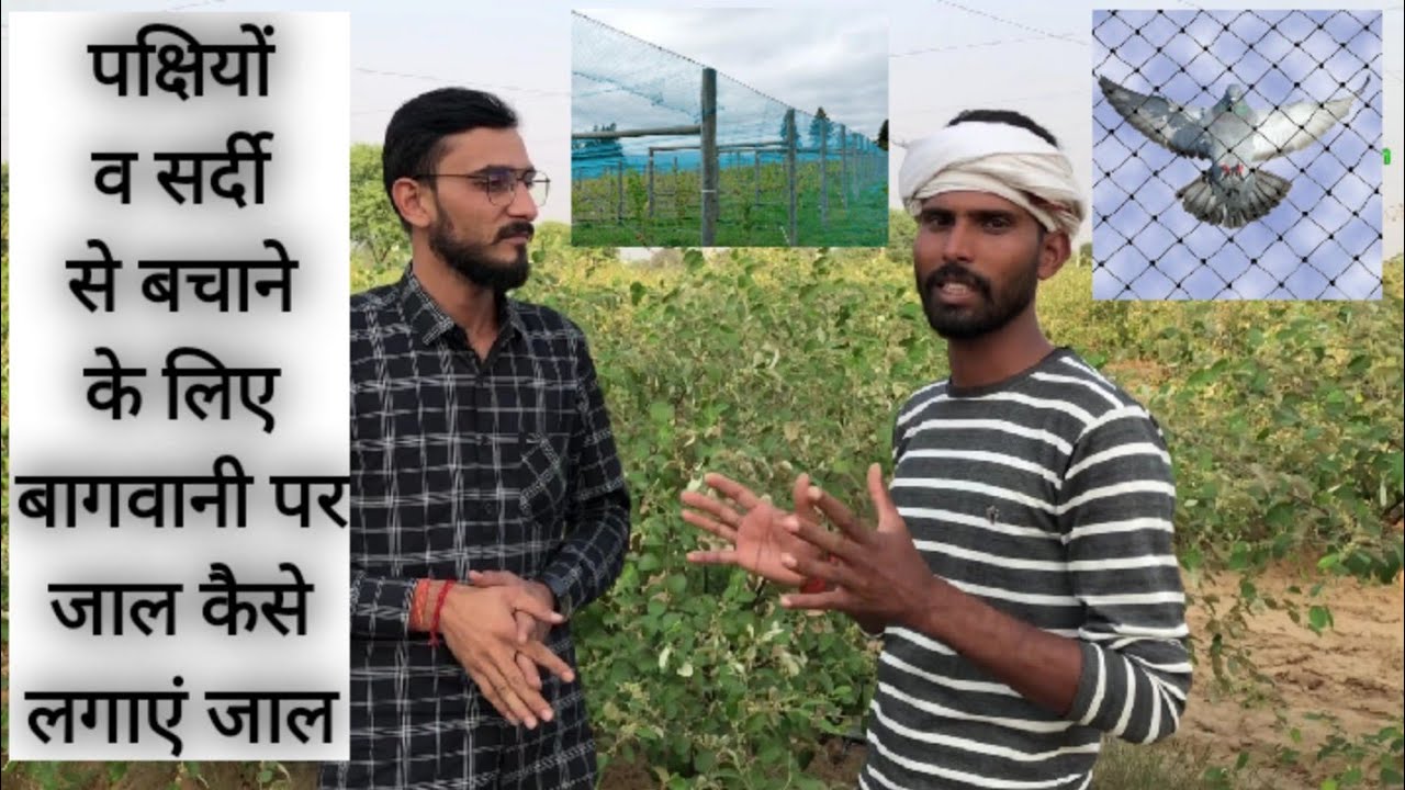 पक्षियों व सर्दि से बचाने के लिए बागवानी पर जाल कैसे लगाएं जाल